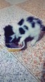 cat drink milk so cute funny