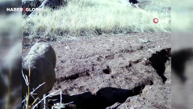 Yer Sivas: Kameraya sürü halde takılan hayvanlar belgeselleri aratmadı