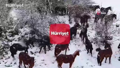 Bolu'nun meşhur yılkı atları böyle görüntülendi