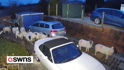 Hilarious video of 12 sheep taking refuge from storm Jocelyn in a back garden