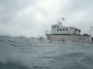 Plongée avec un dauphin