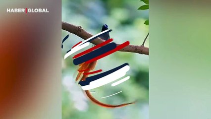 Ormanda nadir görüntülenen cennet sinekkapan kuşunun kuyruk dansı kaydedildi