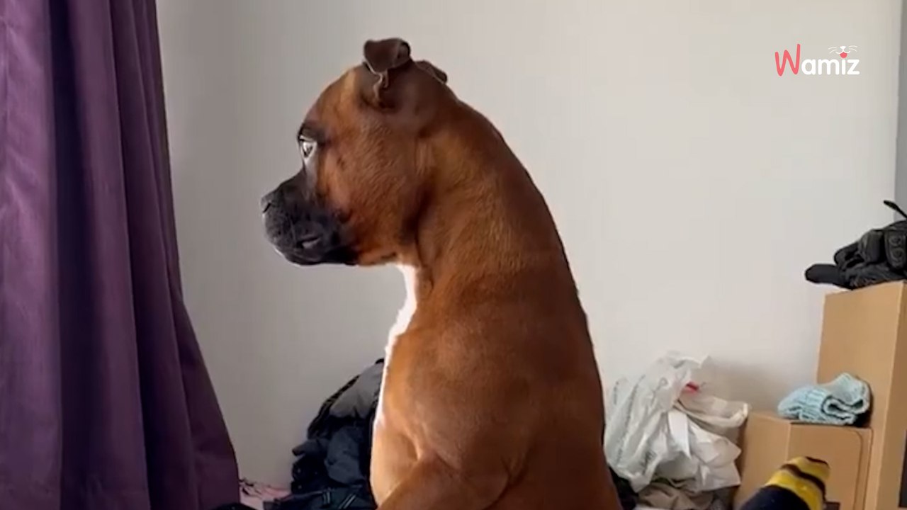 Nachbarn haben eine neue Katze: Die Reaktion des Hundes ist episch (Video)