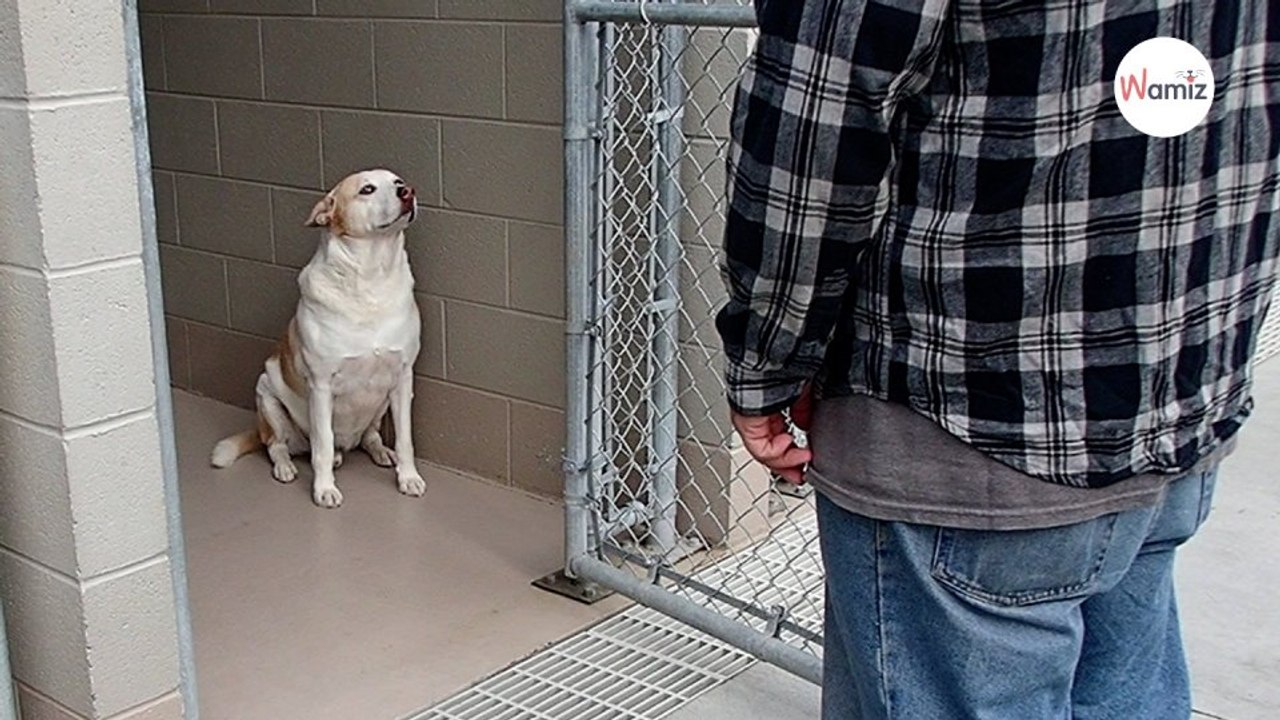 Hund im Tierheim kann nicht fassen, wer plötzlich vor ihm steht (Video)