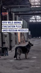 Kyiv wild animal evacuation plea amid Russian missiles