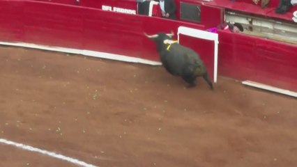 세계 최대 규모 멕시코시티 투우장 재개장...학대 논란 여전 / YTN