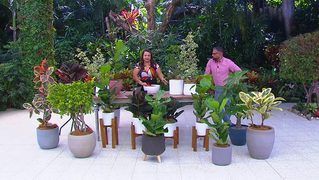 bd-como-cuidar-y-darle-mantenimiento-al-ficus-290124