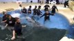 NO COMMENT | Siete delfines vuelven a su hábitat en el Zoo de Brookfield