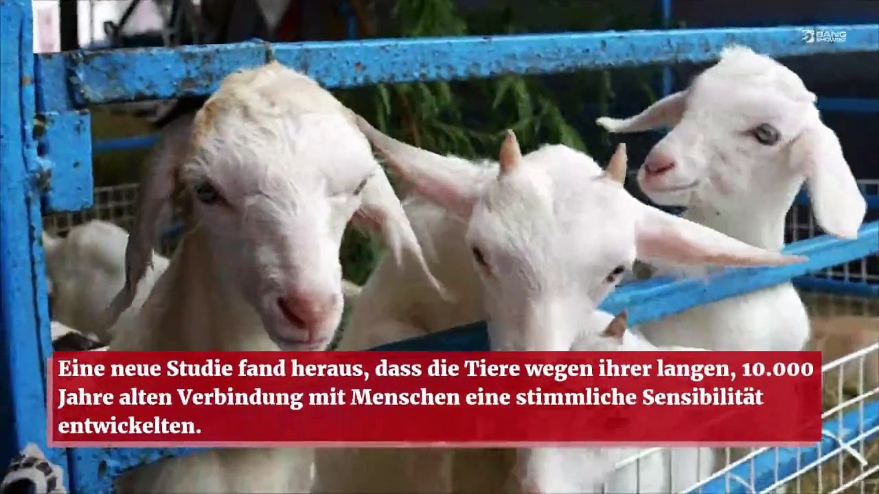 Ziegen können menschliche Emotionen anhand des Tonfalls erkennen