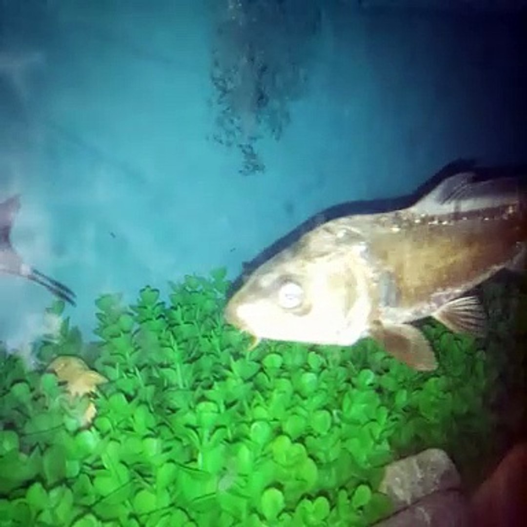 ⁣Hanger aquarium