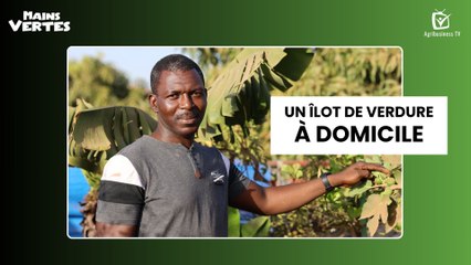 Mains Vertes : Un îlot de verdure à domicile