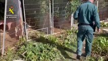 Rescatados diez perros, uno muerto, en la finca de Pezuela donde el «El Puma» violó y retuvo a su pareja