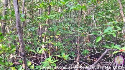 วนอุทยาน ปราณบุรี ปากน้ำปราณ ปราณบุรี ประจวบคีรีขันธ์