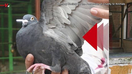 This Pigeon Is Not a Chinese Spy