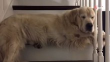 Mujer comparte la desgarradora forma en que honró la memoria de su perro en su escalera favorita