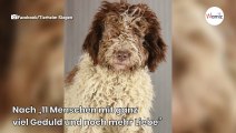 Hundefreunde flippen aus: Diese 11 Welpen entpuppen sich als etwas ganz Besonderes