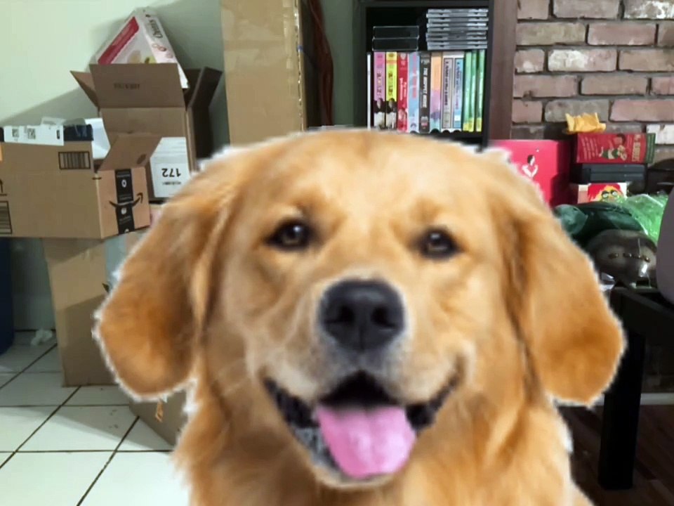 Jim Henson Dogs Xexuson - Real Life Dog Segment - They Are All the Dogs Trick Jump