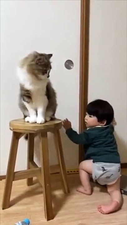 Gato porteiro impede criana de sair da sala