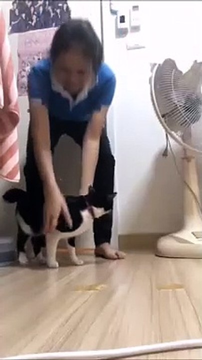 Voilà comment on fait décoller un chat