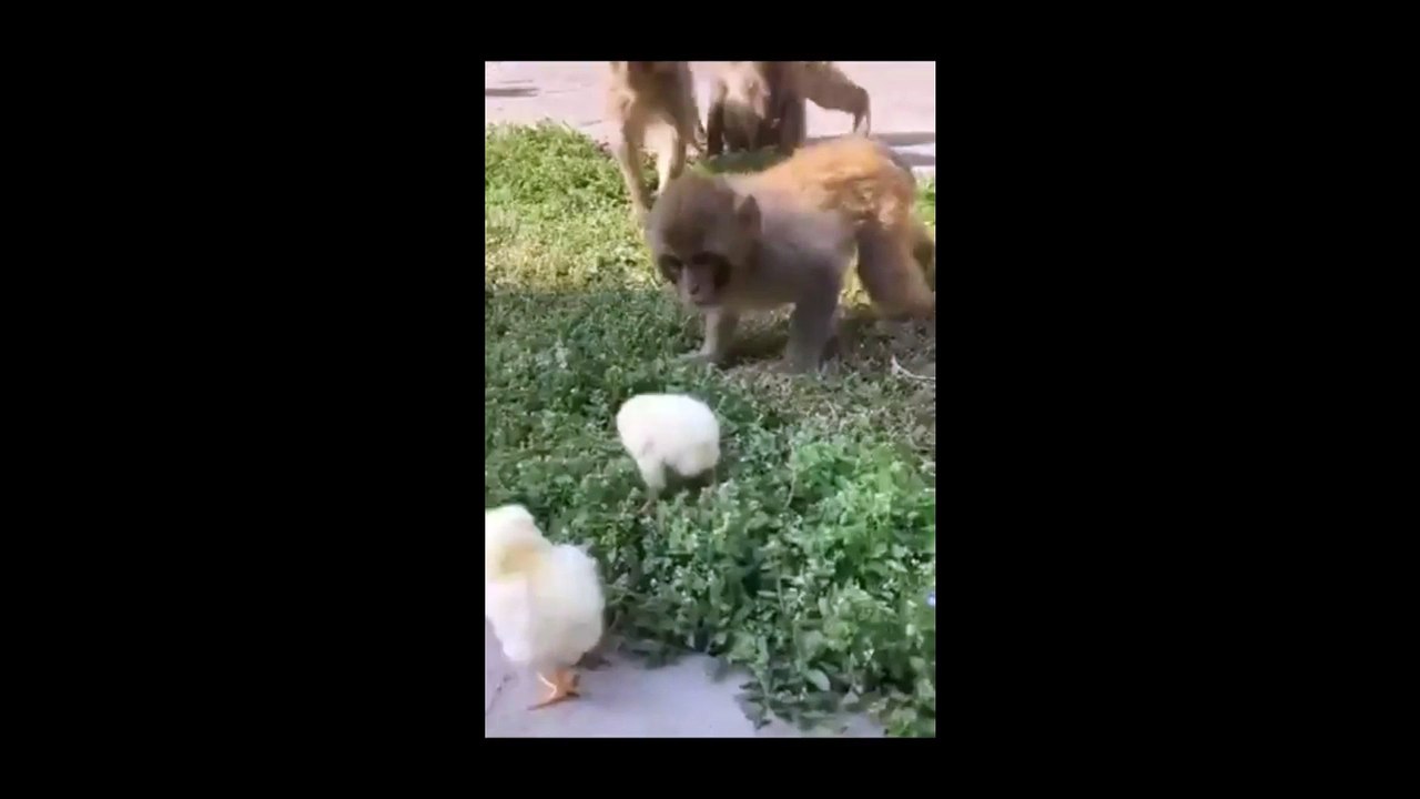 best of funny animal videos