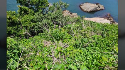 경남 거제시 무인도에서 희귀식물 '덩굴옻나무' 군락 발견 / YTN
