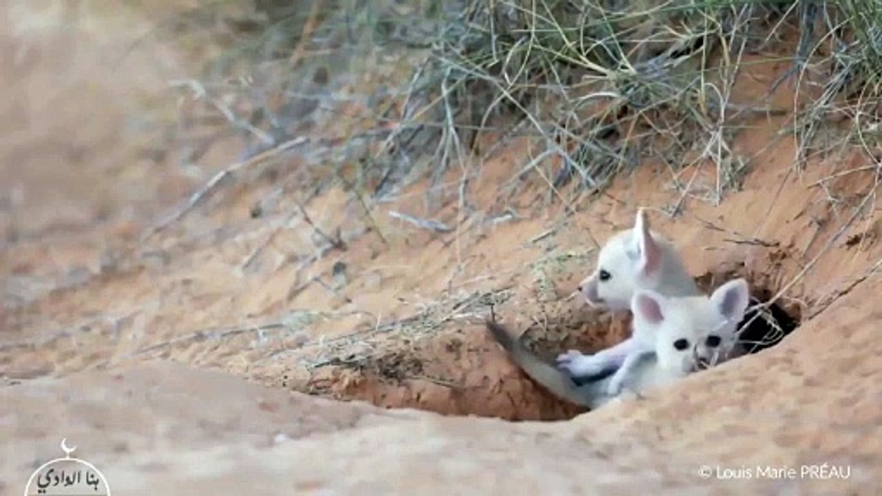 ثعلب الصحراء الفنك بصحراء الجزائر The Funk in the Desert of Algeria