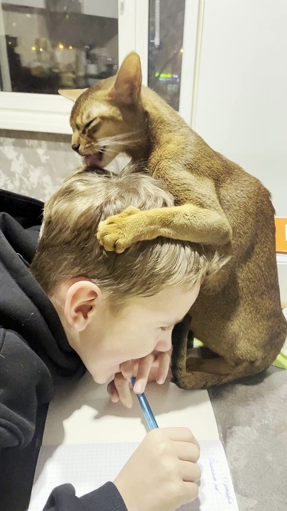 Cat Grooms Boy's Head