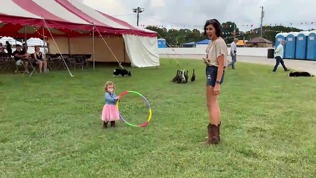 Border Collie Herds Ducks Through Hoop With a Little Helper
