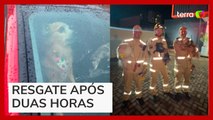 Cachorros presos em carro de luxo são resgatados por bombeiros no Paraná