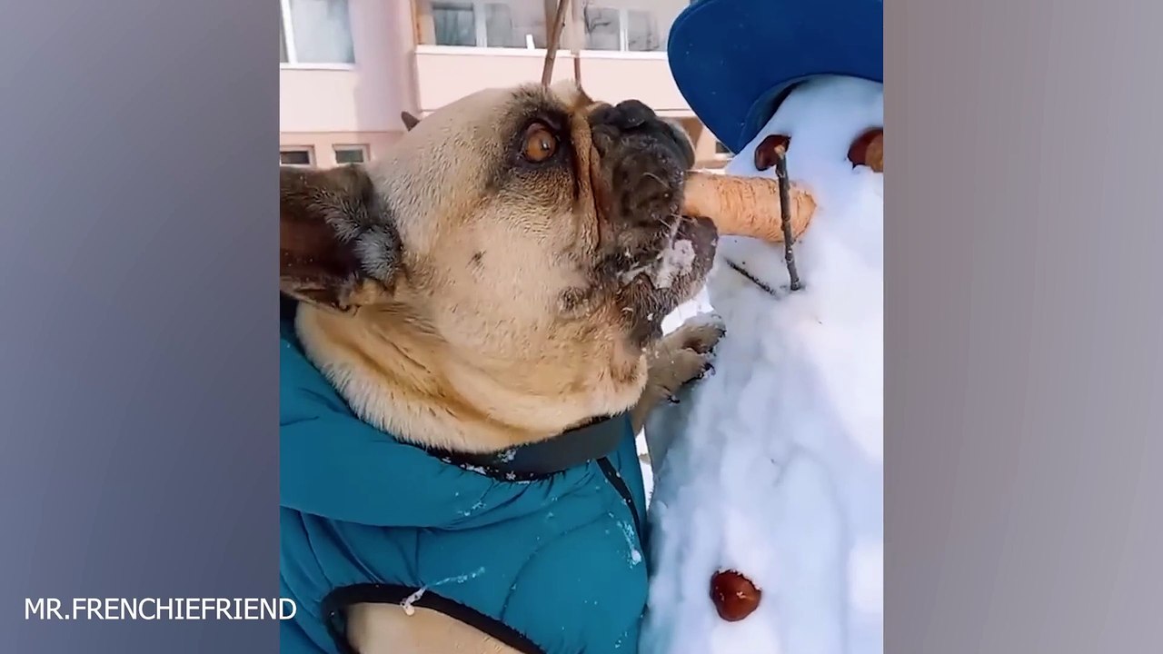 Dogs Reacting to First Snow - Try Not To Laugh_Full-HD