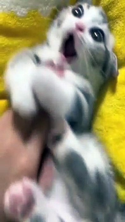 cat Cutest thing you'll see today