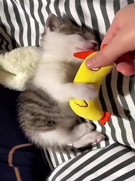 cat Cutest thing you'll see today