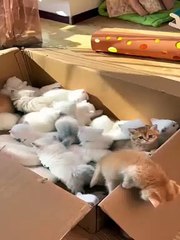 cat Cutest thing you'll see today