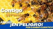 Abejas ¡EN PELIGRO! por cambio climático