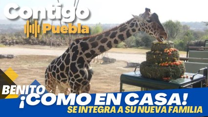 Benito, feliz con su nueva familia en Africam Safari
