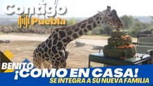 Benito, feliz con su nueva familia en Africam Safari