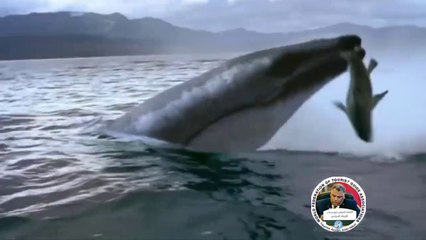 Nature's Marvels in Fayoum Oasis