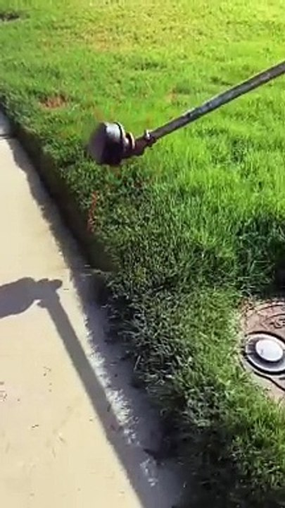 the Beauty of Earth shorts