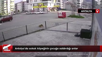 Antalya’da sokak köpeğinin çocuğa saldırdığı anlar
