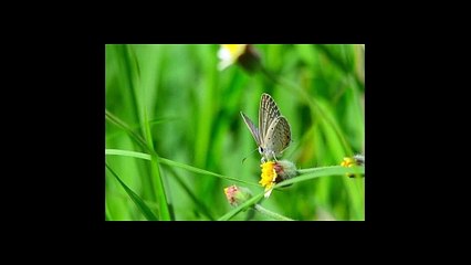 Al-Fil (The Elephant) سورة الفيل