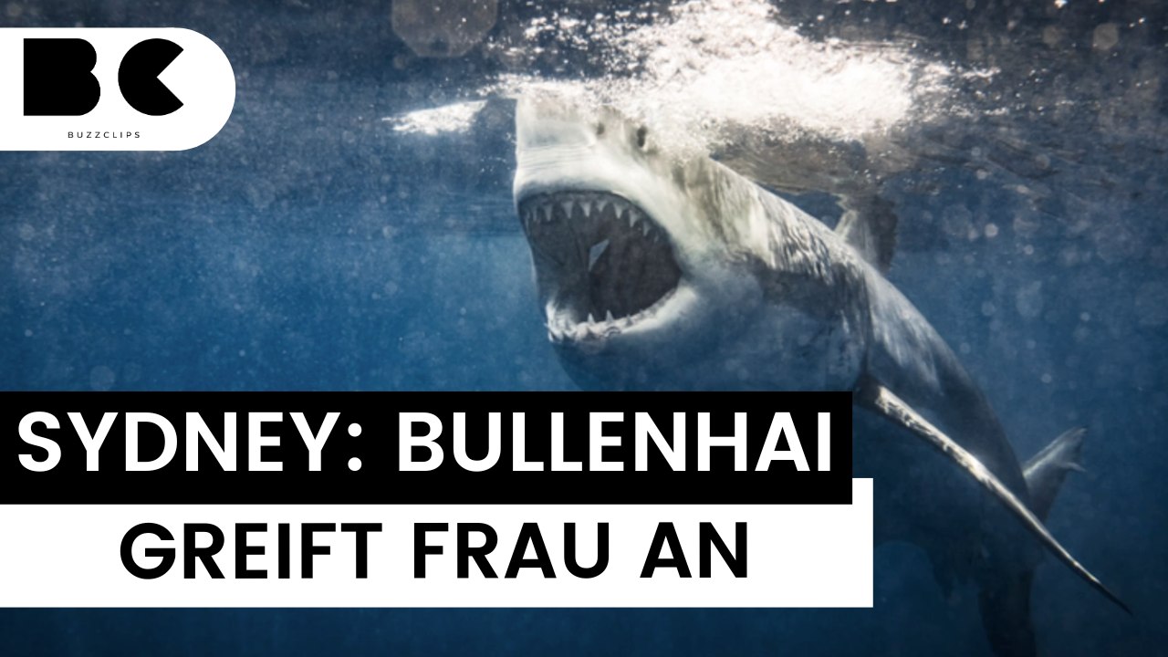 Hai greift frau im hafen von sydney an