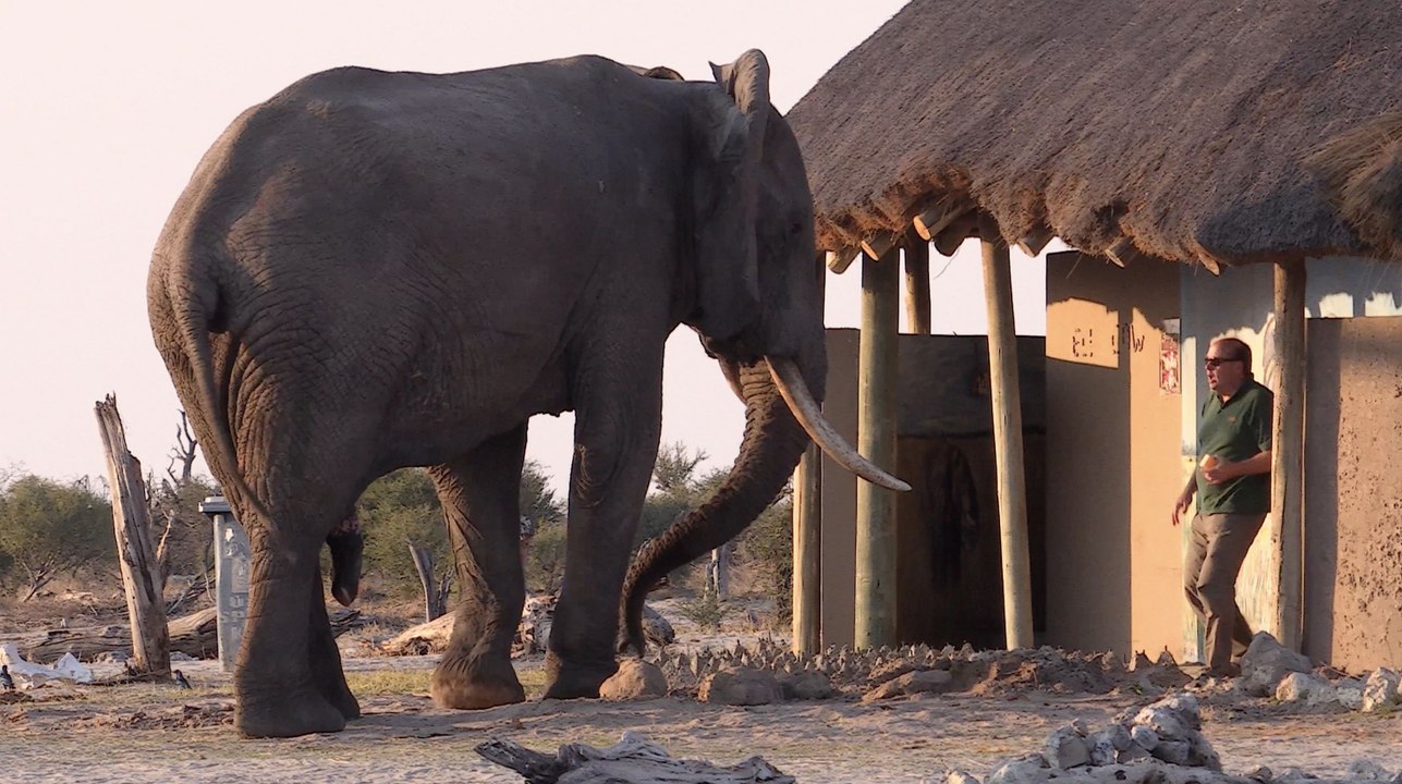 Camper gets "huge fright" as he comes face-to-face with massive elephant while leaving toilet block