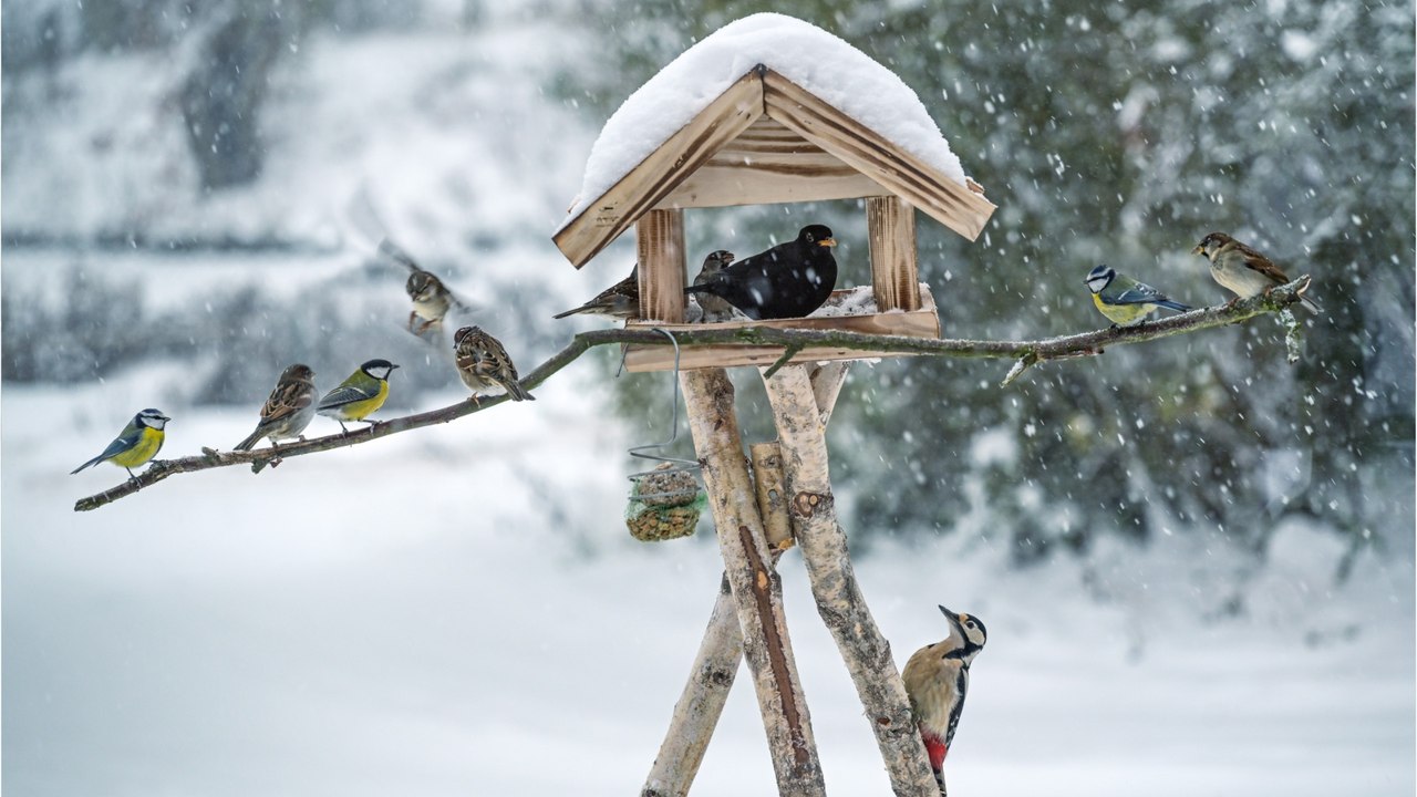 Vogelfütterung im Winter: Körner, Insektenlarven oder Beeren?