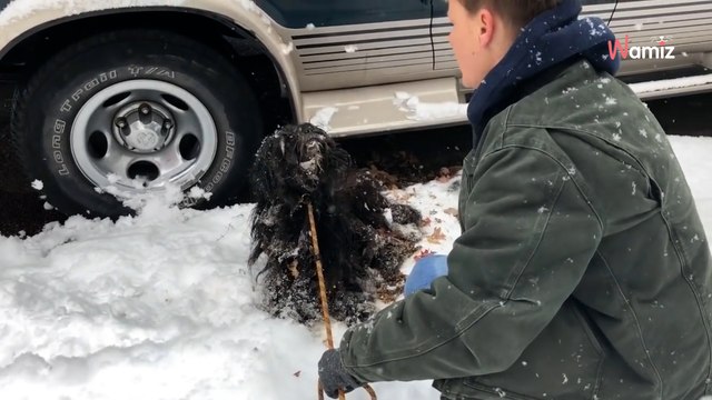 Le chien errant porte 3 kg de fourrure emmêlée : ils se mettent à hurler en voyant ce qui le retient sur le sol gelé