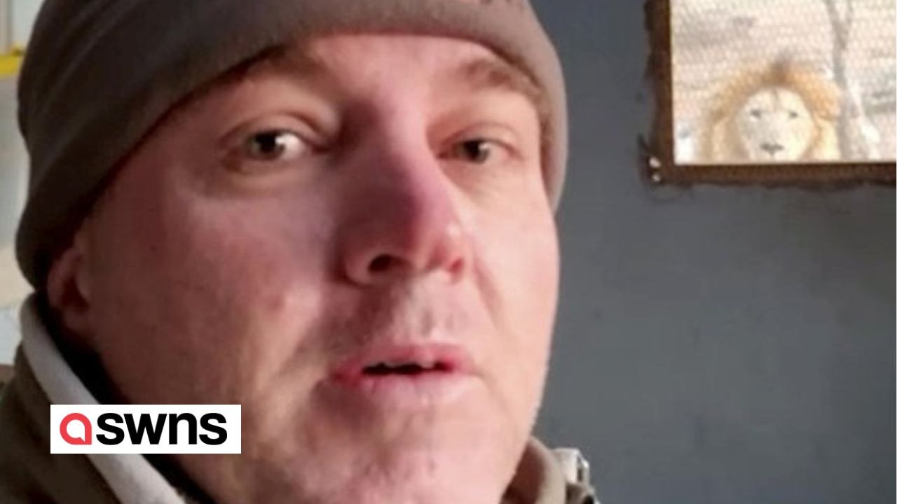 Haarsträubende Aufnahmen eines männlichen Löwen, der den Naturführer durch ein Gitterfenster anstarrt