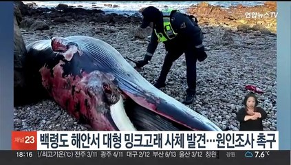 백령도 해안서 대형 밍크고래 사체 발견…시민단체, 사인조사 촉구