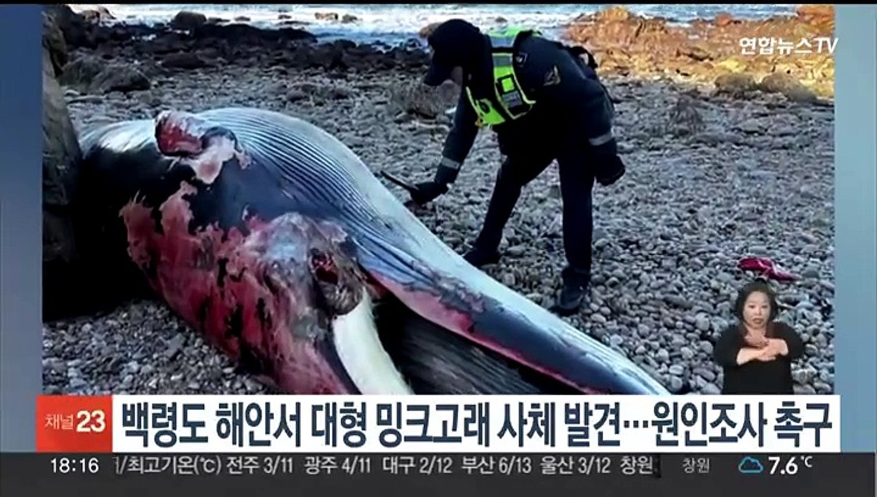 백령도 해안서 대형 밍크고래 사체 발견…시민단체, 사인조사 촉구