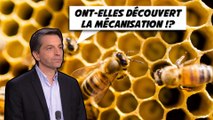 Beaucoup moins d'abeilles, beaucoup plus de miel, pourquoi ?