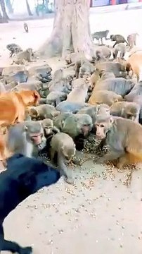Mankey Funny Moments #2Viralmankeyvideo, Wild Animals, Animals Video, Trending Video, New Viral Shorts #Animalsvideo#Mankeyvideo