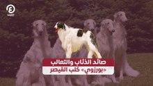 صائد الذئاب والثعالب «بورزوي» كلب القيصر